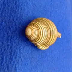 貝標本トウマキ（トウマキボラ）（蓋付：(胴太型）