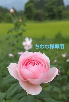 オーダーページ、作ってみました。