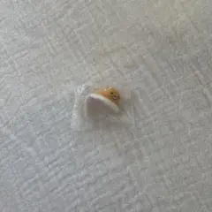 ぐでたま ぴょこのる