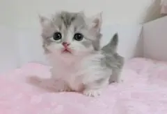 うさ子様確認用