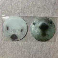 鳥羽水族館　メイ☆キラ　コースター