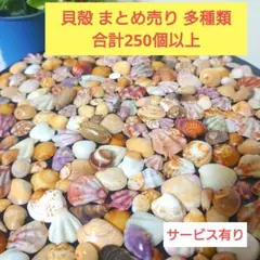 貝殻 　まとめ売り　多種類(20種類以上)　合計約250個