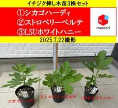 イチジク苗木　シャーアンバー　LSUゴールド　ストロベリーベルテ LSU Gold Fig（LSUゴールド イチジク）の特徴・味・耐寒性・栽培