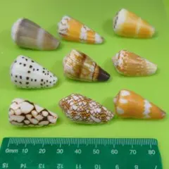貝殻No689