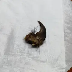 熊の爪 ベアクロー
