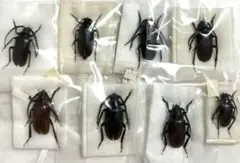 2025年最新】ノコギリカミキリの人気アイテム - メルカリ