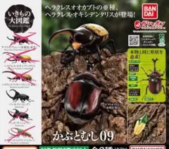 パンカブト いきもの大図鑑　かぶとむし09