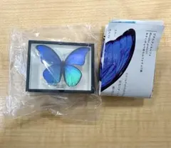 ドイツ箱 モルフォ蝶特装版 ゴダルティモルフォ