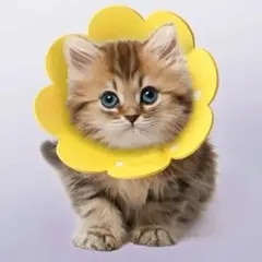 Item thumbnail for item cef5fb78-da29-476c-b3f7-84d01b048f2d