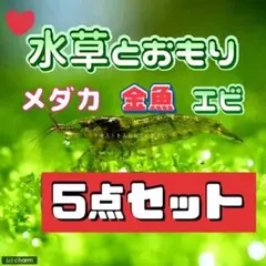 水草とおもりの5点+おまけ付き♡ アナカリス 金魚 メダカ エビ