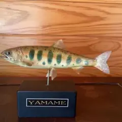 ヤマメ　山女魚　剥製　北海道ネイティブ　雄40cm Yahoo!オークション - 山女魚剥製 40 5cm