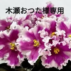 2025年最新】#ゆふのんのセントポーリアの人気アイテム - メルカリ