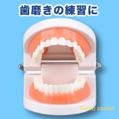 再入荷❣️ 歯の模型 歯磨きの練習 モンテッソーリ 歯医者 知育玩具 幼児教育