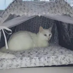 猫小屋冬の保温猫テント猫小屋猫の家閉鎖式ペットベッド四季共通の犬小屋別荘用品