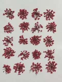 押し花素材パック　レースフラワー（赤）20個入 No1063