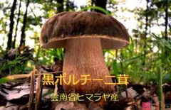 フレッシュ黒ポルチーニ茸300g