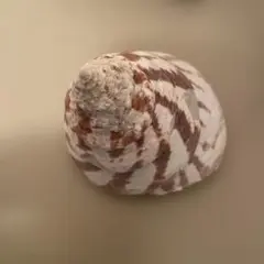 貝殻