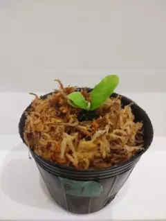 【B-1】 ビカクシダ ウィリンキー ボゴール bogor