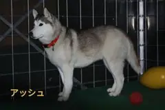 資料