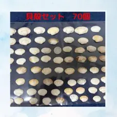工作　夏休み　貝殻　70個