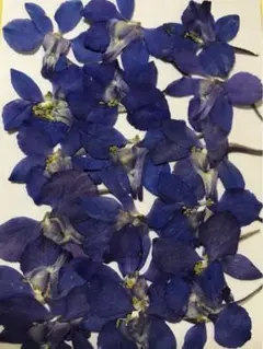 押し花素材パック　チドリ草（ブルー）18個入 No1017