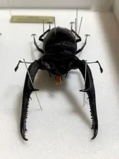 特大 マンディブラリスフタマタクワガタ標本