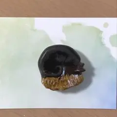 スケーリーフット(ウロコフネタマガイ)デザイン ピンバッチ