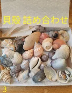 貝殻 詰め合わせ 3