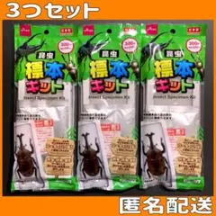 昆虫標本キット 昆虫 標本 ダイソー カブトムシ クワガタ 自由研究