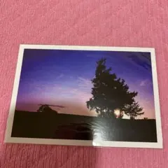北海道 ポストカード 木 るるぶ マップル 日本 旅行 観光 朝日 夕日
