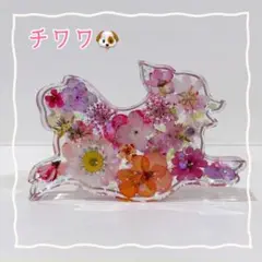 No.380⭐️固まるハーバリウム✨️チワワ 置物