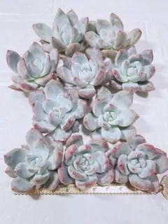 多肉植物 韓国苗 サンア 10苗セット