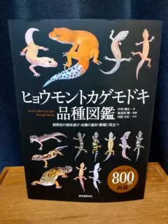 ヒョウモントカゲモドキ品種図鑑 = LEOPARD GECKO Morph B… ヒョウモントカゲモドキ品種図鑑 | 株式会社誠文堂新光社