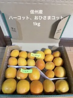 ★mm　信州産　あんず　ハーコット　3kg 2025年最新】あんず ハーコットの人気アイテム - メルカリ