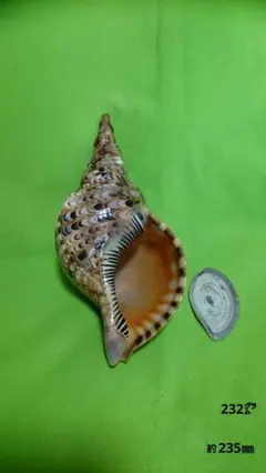 (貝殻) ホラ貝