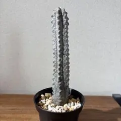 【ビントロ】ユーフォルビア アブデルクリ 'Damask' ②多肉植物 ビントロ様専用】ユーフォルビア アブデルクリ 'Damask' ②多肉