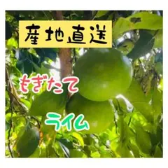 ライム(鹿児島県産)2キロ②