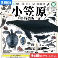 全6種セット◇NTC 小笠原 特装版 コンプリート