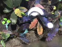 2025年最新】bucephalandra sp. ghost kalimantanの人気アイテム