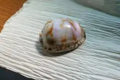 タカラガイ