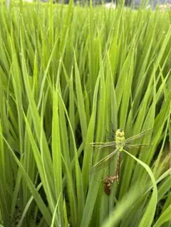令和4年度広島県産 餅米 みやたまもち2キロ精米済