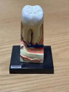 人体解剖図鑑　歯