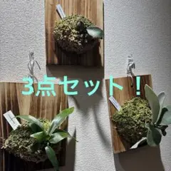 ビカクシダ ベイチーレモイネイ親株早いもの勝ちです ベイチーレモイネイ P.veitchii 'Lemoinei' PUP株 一点物 検