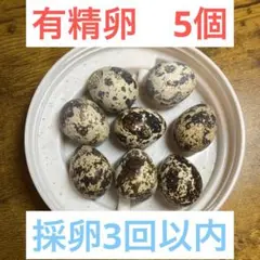 有精卵　並ウズラ　5こ