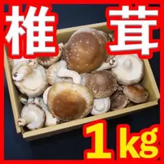 即日発送 朝どれ生しいたけ 秋田県産 30個以上!? 送料込 ^_^