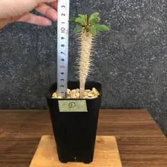 ユーフォルビア ギラウミニアナ