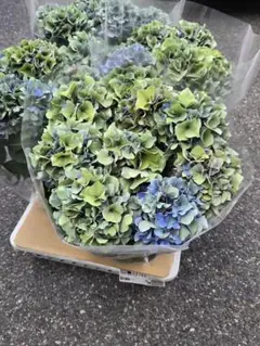 2025年最新】鬼木 紫陽花の人気アイテム - メルカリ