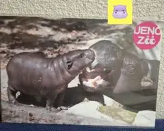 上野動物園⭐コビトカバ親子⭐ポストカード１枚