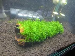 南米ウィローモス流木3