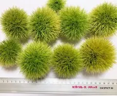 ⭐︎インテリア⭐︎観賞用⭐︎オブジェ用 画材 イガ栗